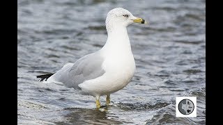 Cri du Goéland à bec cerclé/Call of the Ring-billed Gull