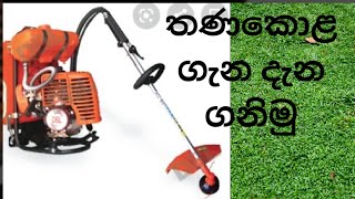 තණකොළ ගැන ඔබ නොදත් දේ