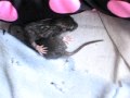 nema and loli hand raised baby rats