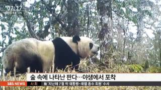 中 숲속에 나타난 야생 판다…카메라에 '포착'/ SBS