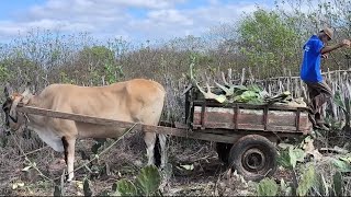 ZÉ IMPERIANO COM 70 ANOS PULA DA CARROÇA E CAI EM PÉ 2 VEZES. OH VÍDEO BOM