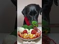 lunch time.. puppy dog dogfood shorts shortsvideo youtubeshorts