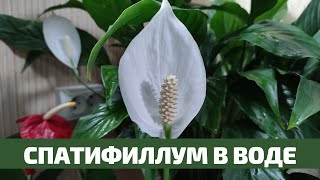 Спатифиллум в Воде, Результат Эксперимента