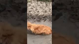 犬2匹仲良く泥だらけ Two dogs full of mud