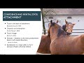 Andrew McLean - Biomechanics & Brain Function in the Dressage Horse: What Riders Need to Know