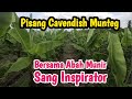 Pisang Cavendish Munteg || Karya Abah Munir ||