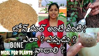 What is Bone Meal | Gardening | బోన్ మీల్ అంటే ఏంటి, ఎప్పుడు, ఎలా ఇవ్వాలి