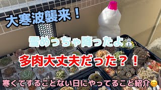 【多肉植物】大寒波！雪降ったよー！多肉大丈夫？！寒くてする作業ない時にしてる事紹介！