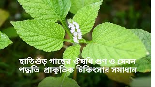 হাতিশুঁড় গাছের ঔষধি গুণ ও সেবন পদ্ধতি  প্রাকৃতিক চিকিৎসার সমাধান