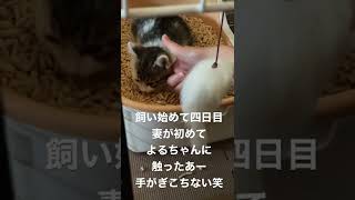 妻初めてよるちゃんに触る　　（＾ν＾）