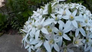 White ornithogalum (bouquet) - it is a perennial bulbous plant of the Hyacinth family