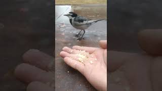 雨でも手からエサを食べる【もふもふ野鳥】#shorts