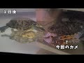 飼育放棄ダメ！ゼッタイ！　【琵琶湖ガサガサ探検記79】