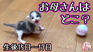 [Kitten, Rescue cat】Protecting a 3Day Old Kitten. Where is The Mother?　Arumi-chan 15~17 Days