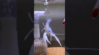 ふんわり落下する青いアメリカザリガニ（Blue American crayfish falling from a high place）