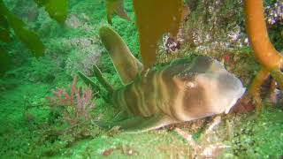 葉山自然水族館  ネコザメ  VOL2