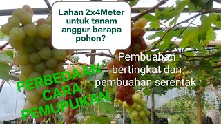 CARA MEMBUAHKAN  ANGGUR TERUS MENERUS⁉️ Untuk pemula || Pemupukannya bagaimana⁉️