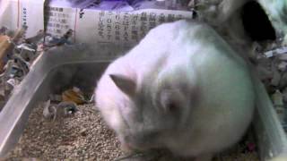 ハムスター寝起きからの毛づくろい　　hamster grooming