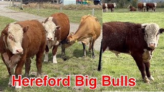 Mxtube Net Horse And Buffalo Mating Mp4 3gp Video Mp3