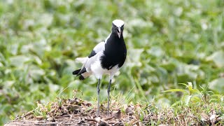 Blacksmith Lapwing Calling