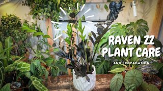 Raven ZZ plant care tips to make it thrive!