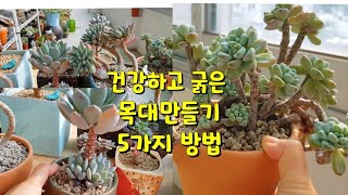 succulent plant. , 건강하고 매력적인 목대만드는 5가지 방법!  다육이의 매력중 하나! 목대만들기