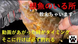 動画があがったら【チャンス】いい釣り場所を教えちゃいます 海の条件があえば即行くべし‼ #釣り #メバル メインチャンネルもよろしくお願いします