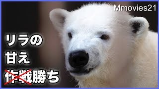 飲む前から笹鳴き　待ちきれないリラの授乳要求 Polar Bears