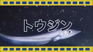 【駿河湾深海生物映像図鑑】トウジン