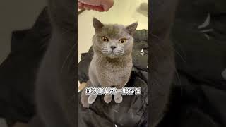 蠢萌蠢萌的禮物#britishshorthair #英短 #喵星人的日常 #貓 #貓咪