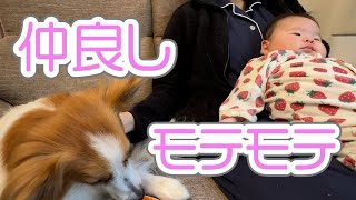 【衝撃】モテモテの奥さんに集まるパピヨン犬と娘ちゃん[ペット][赤ちゃん]