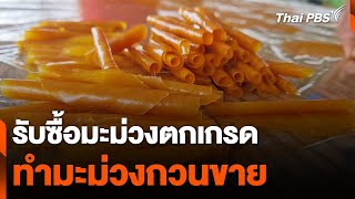 รับซื้อมะม่วงตกเกรด ทำมะม่วงกวนขาย | จับตารอบทิศ | 10 เม.ย. 67