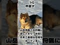 【雑学】世界で人気の獣猟犬top10【ランキング】