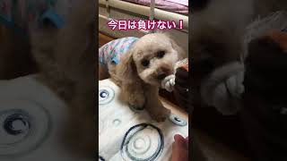 一歩も、引かない闘い『トイプードル7歳』 #dog