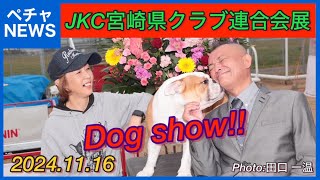 Dog show!!  JKC宮崎県クラブ連合会展！#ブルドッグ  #bulldog