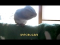 シマリス：もんちゃんの挑戦④