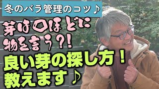 【バラの育て方】冬のバラ管理のコツ♪芽は口ほどに物を言う？！良い芽の探し方！教えます♪（2023年1月6日）