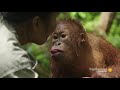 young orangutan learns how to scoop water