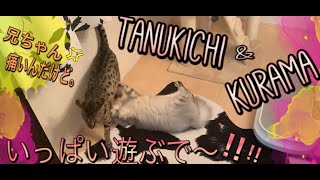 おとうちゃんと遊ぶより兄弟で遊ぶのが楽しい　サバンナキャット ラグドールノルウェージャン