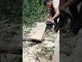 Chainsaw woodcutting skills #chainsaw #woodworking #shorts