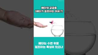 [베타 궁금증] 베타가 어항 밖으로 점프하는 이유?!