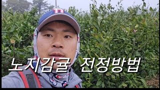 노지감귤전정 감귤전정 전동가위추천 홈런농장 제주귀농 농부 청년농업인