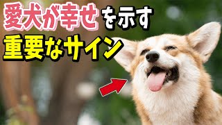 【ゆっくり解説】愛犬が幸せであることを示す重要なサイン20選