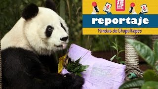 Los pandas de Chapultepec, origen e historia Los pandas de Chapultepec, origen e historia