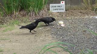 B0220　カシコ＆ビビリ　（ハシボソガラス）Kashiko \u0026 Bibiri (Wild Carrion Crow)