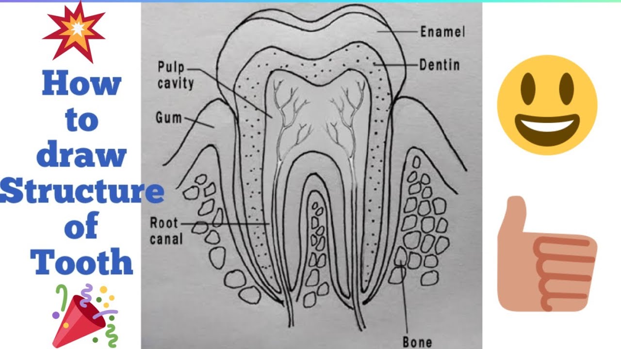 How To Draw Structure Of A Tooth/Structure Of A Tooth Drawing/Easy Way ...