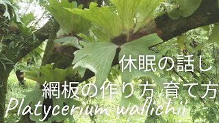 ビカクシダ　ワリチー　休眠の話し。網板の作り方、育て方、板付けの仕方。網板は、子株も取りやすいよ❣️ Platycerium wallichii