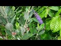 feijoa pineapple guava update their flowering behaviour is very different this year to last year.