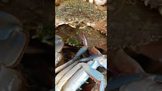 Live blue crabs | உயிருள்ள நீளக்கால் நண்டுகள் #ungalmeenavanseafoods #shorts