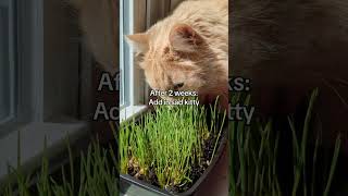 Grow Your Own Cat Grass #cat #grass #indoorgardening #quick #easy